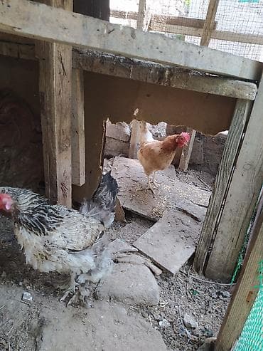 arpa bugda satisi: Toyuq, Brama, Damazlıq — 2
