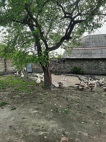 camış balası: Qaz sürüsü – yerli təsərrüfatdan - Növ: yerli (ağ və boz rəngli) ev — 2