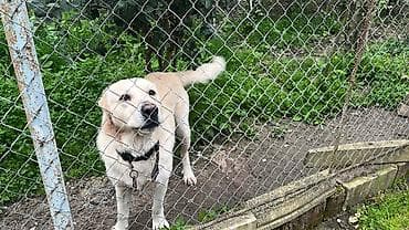 toyuq cuce satiram: Alabay, Erkek — 3