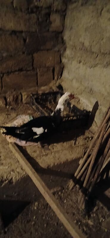 Balıq: Erkək, | Lal ördək, Ətlik — 4