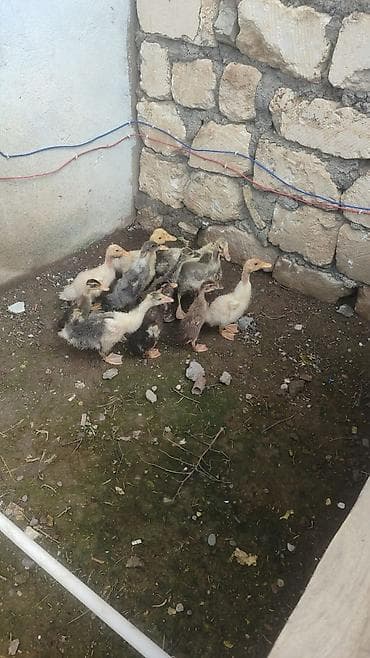 Qaz ördək balası 1 aylıq