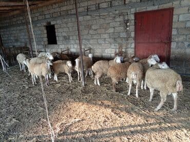 Dovşanlar: 20 eded heyvandır 12si erkek 8 disi Əlavə məlumat üçün mesajla — 4