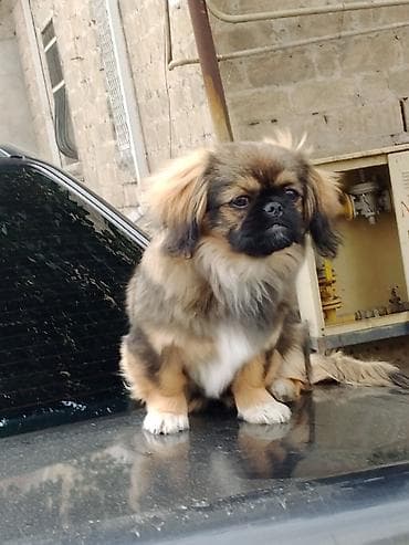 Pekines dir satılmır ayfonnan takas edilir 11 puro