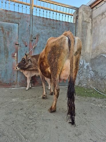 en cox sud veren inekler: 13. 14 litir süd verir 3 qarına doğub 8 gündü doğub balası erkəydi — 4