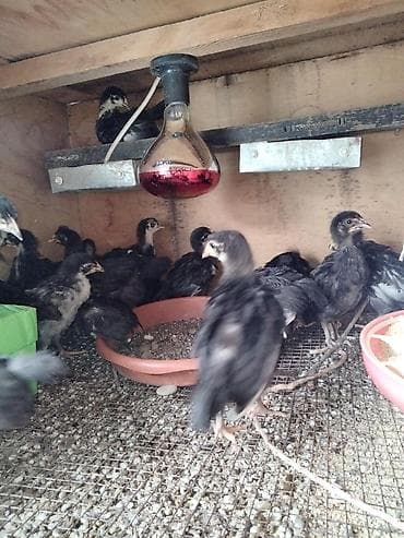 Toyuq cücələri, Ətlik