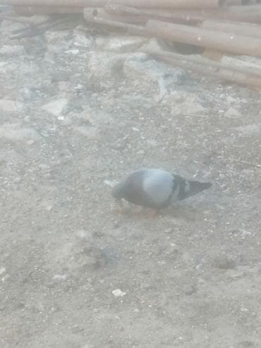 kakadu quşu: 19 tük xırdaleley əfqanka ərkey 30 manat uçuşun bilmirəm. Göykəmər — 5