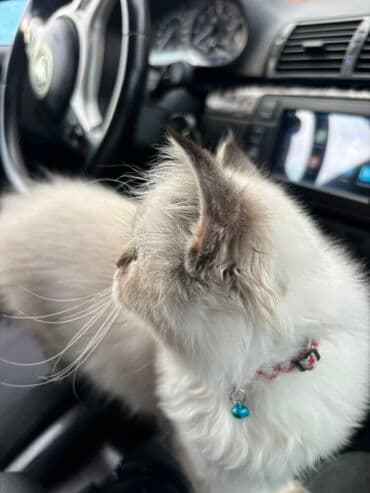 şotlant pisiyi: Britan — 1