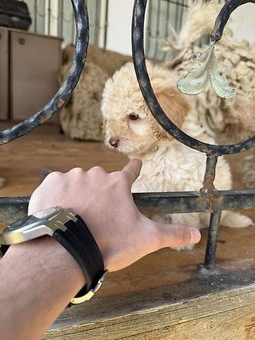 afcarka balası: Pudel, 1 ay, Dişi, Pulsuz çatdırılma — 4