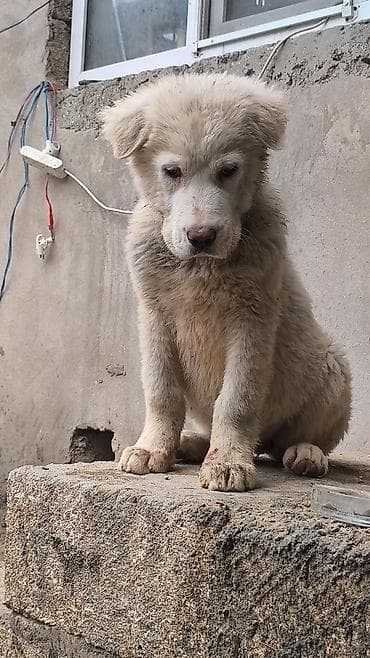 bala itler: Alabay — 9