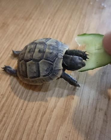 Yemlər: Kiçik quru tisbaga. 2-denedi 2-si bir yerde 30m qiymet sohbeti etmeyin — 1