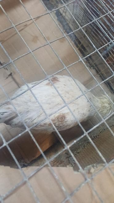 Цыплята: Курица, Для яиц — 2