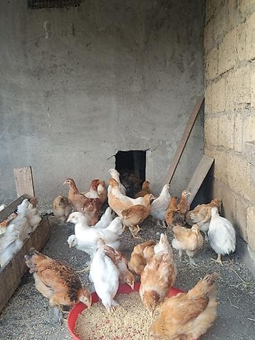 qus satisi: 2 ayliq etlik ve yumurtaliq cins colpalar,saqqali,ayagi tuklu ela — 3
