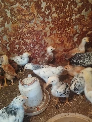 heyrati cuce: Toyuq cücələri, Ətlik, Pulsuz çatdırılma — 4