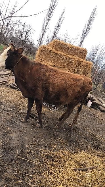 inək sağan: Dişi, il: 5, 3000 kq, Südlük, Ünvandan götürmə — 2