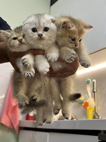 голд шиншилла: Шиншилла, Самец — 1