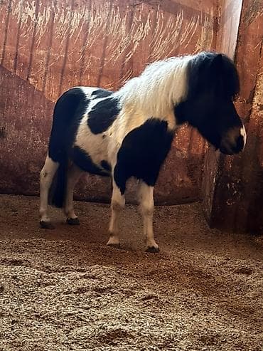 at satsi: Satılır: Miniatür pony (skewbald rəng)Qarnında bala ilə satılır - — 3