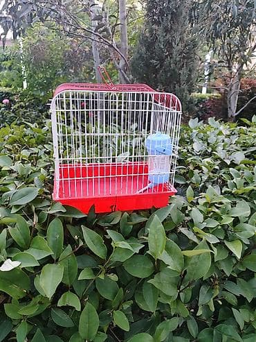 dovsan adlari: Qırmızı-ağ quş qəfəsi - Material: metal barmaqlıqlar və plastik — 2
