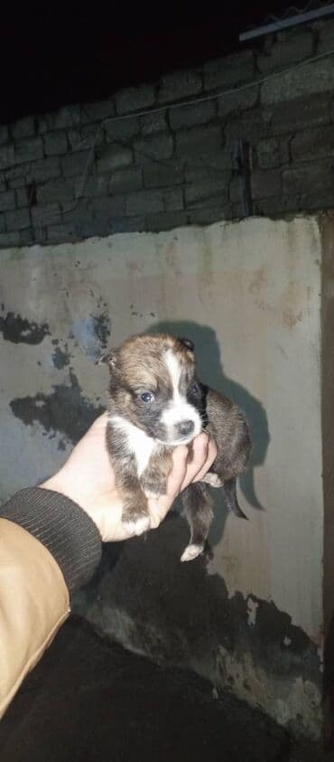 belçika ovçarkası: Belçika çoban iti — 3