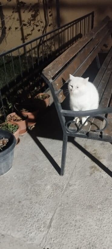 İtlər: Erkək, Yaxşı əllərə — 7