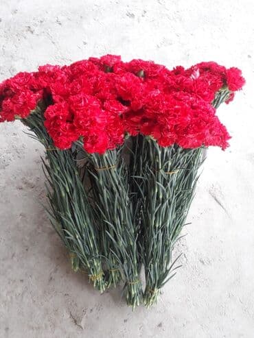 101 qizil gul ucuz: Qırmızı qərənfil dəstələri - Parlaq qırmızı rəngli, sıx çiçək taclı — 2