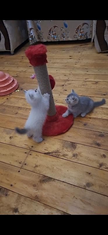 pisik aksesuar: Britan, Erkək, Dişi, Yaxşı əllərə — 9