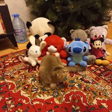 i̇nək yumşaq oyuncaqlar: Saf Qan saglam Şotland 5aylıq dişi pişik.adı Lunadır.qurd dermanı — 5