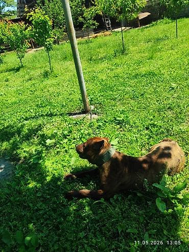 it adlari dişi: Pitbul, 1 il, Erkek, Peyvəndli — 2