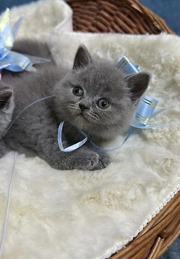 heyvan bazari: Şinşilla, Erkək, Dişi — 3