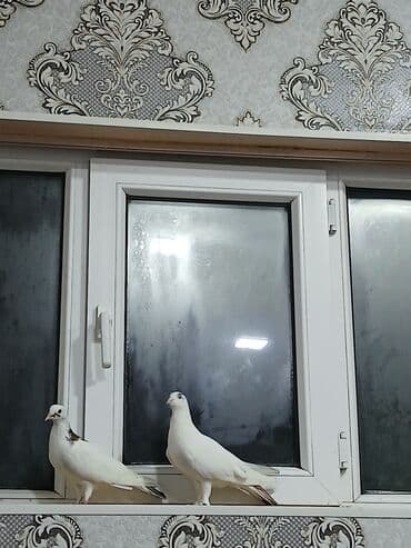 Ağ rəngli iki göyərçin cütü - Növ: ev göyərçini (ağ rəngli, biri