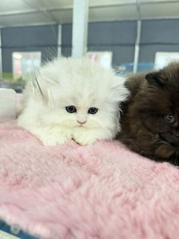 Gəmiricilər: Fars, Erkək, Dişi — 9