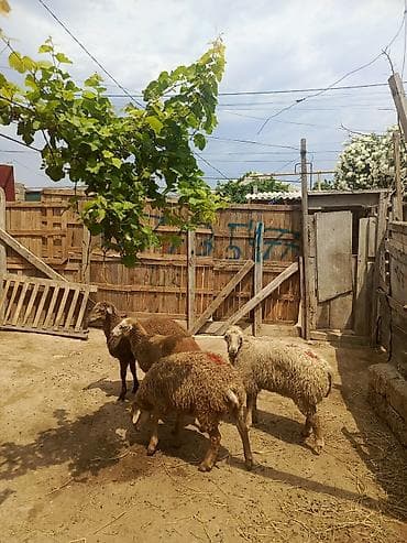 cins it: Quzu, Erkək, ay: 7, 26 kq, Ətlik, Ünvandan götürmə — 1