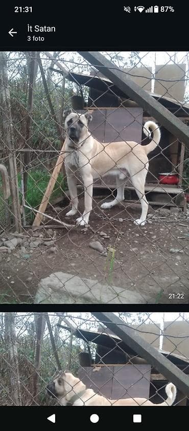 kanqal dişi: Kanqal, Erkek — 1