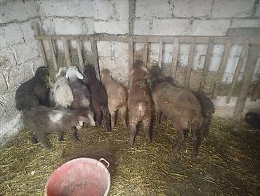 Satışda quzu/qoç balaları - Şəkillərdə təsərrüfatda saxlanılan bir