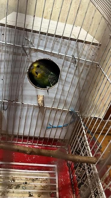 Daşıma çantaları: Dalmatin papuqayları (3 ədəd) və qəfəs dəsti iki dişi bir erkek — 3