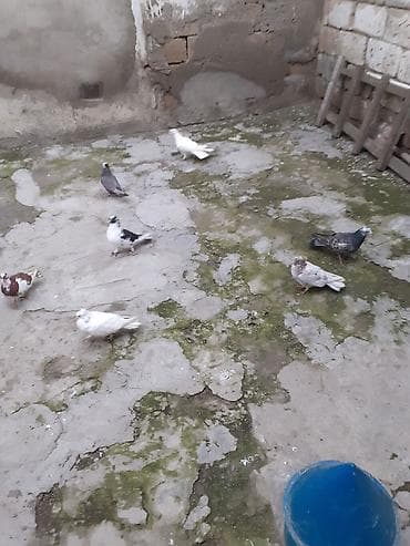 heşterxan quşu: 7dene gusdur biri 3 azn cilde var — 4