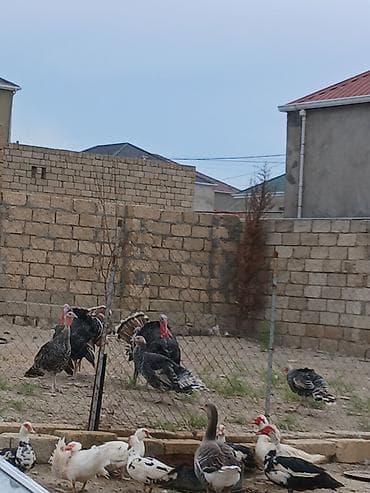 quş yarım tip: Salam öz qapımın 6 7 aylığ sağlam hinduşkalarıdır maşallah olsun — 1