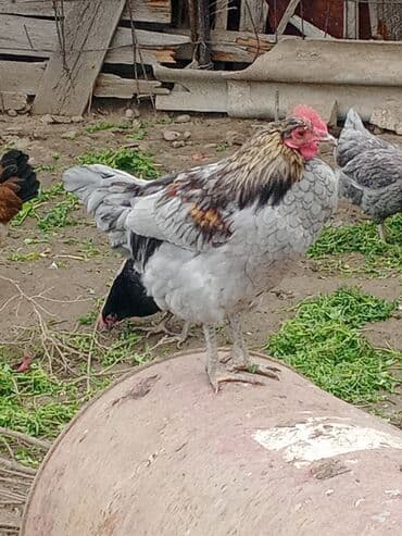 Akvariumlar: Təcili satılır: Ataks cinsi xoruzlar - Çəki: 1.8–2 kq - Say: 80 ədəd — 4