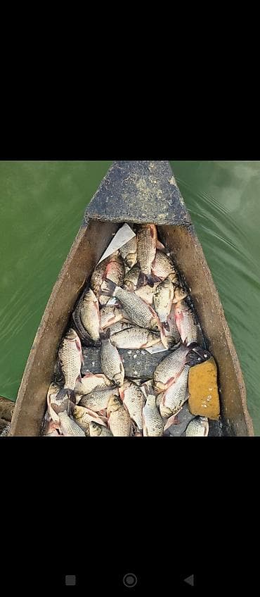 Ləpələr: Təzə tutulmuş çay balığı – Karp balığı Məhsul xüsusiyyətləri: - Təbii — 2