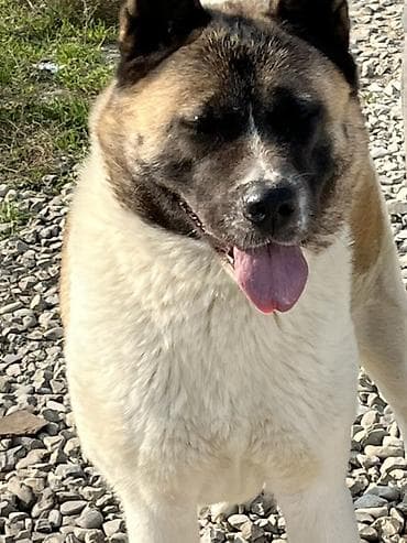 doberman satilik: Akita-inu, 4 il, Sənədli — 6