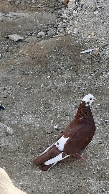 papuqay satisi gence: Növ: Yerli dekorativ/oyun güvercini Təsvir: - Rəng: tünd qəhvəyi — 2