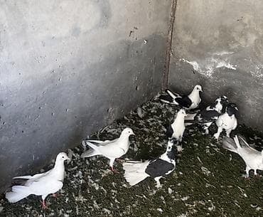 göyərçinlər: Quwlar satilir heresinin oz qiymeti var,hamisi hundur uzun enli — 6