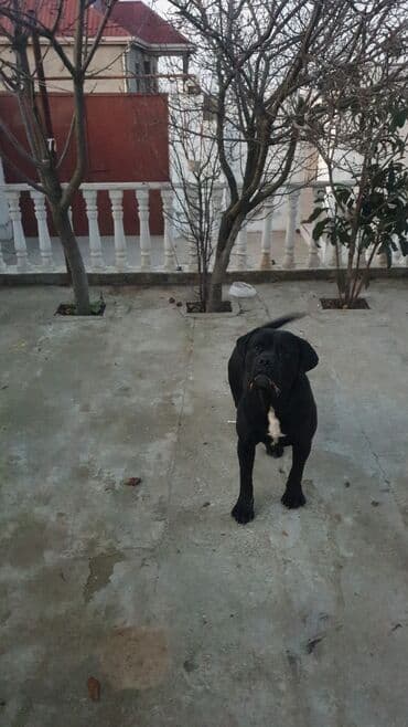 cütləşdirmə: Kane-Korso, 2 il, Erkek, Peyvəndli — 2