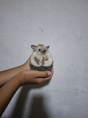 большая клетка для грызунов: Afrika pigmey kirpisi - Növ: Ev üçün uyğun, kiçik ölçülü Afrika — 4