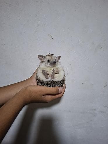 heyvanlar meymun: Kirpilər tam saglamdır — 4