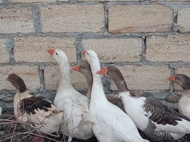 cins heyvanlar: Məhsul: Qaz sürüsü Təsvir: - Şəkillərdə ağ və boz-qəhvəyi rəngli — 1