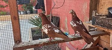 goyercin berde: Erkey maya cutu 55 manata — 2