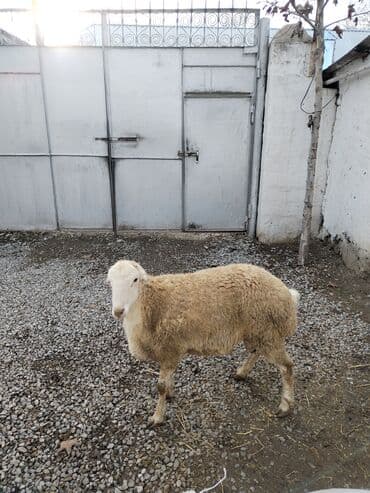 Pişiklər: Təmiz qan tatalı cinsi toxumluq erkək — 2