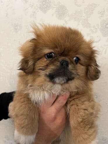 itlərin qiymətləri: Pekines, 2 ay, Ünvandan götürmə — 6