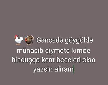 🐓🦃 Gəncə göygöl