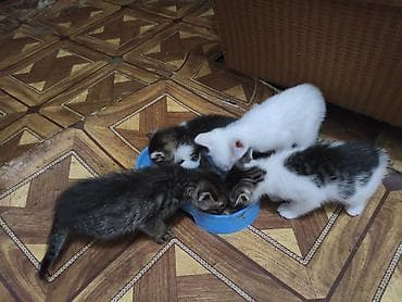 keci: Siam — 5